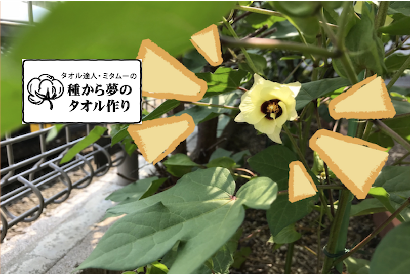 ミタムーの『種からタオル作り』 〜第4回 夏休み、ついに花咲く！編〜