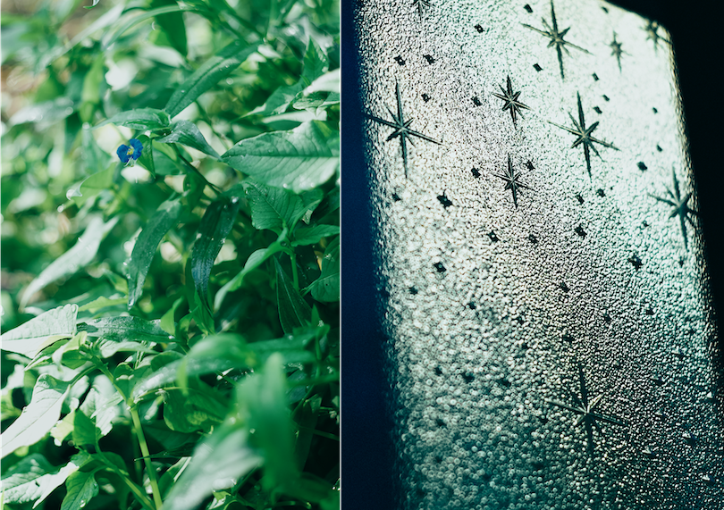植物とガラス窓