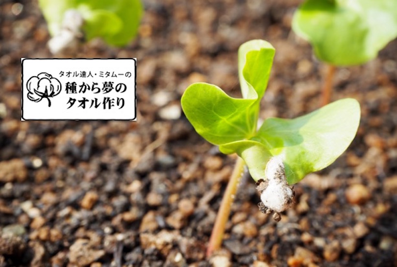 ミタムーの『種からタオル作り』 〜第2回 綿の芽は出るのか…!?編〜